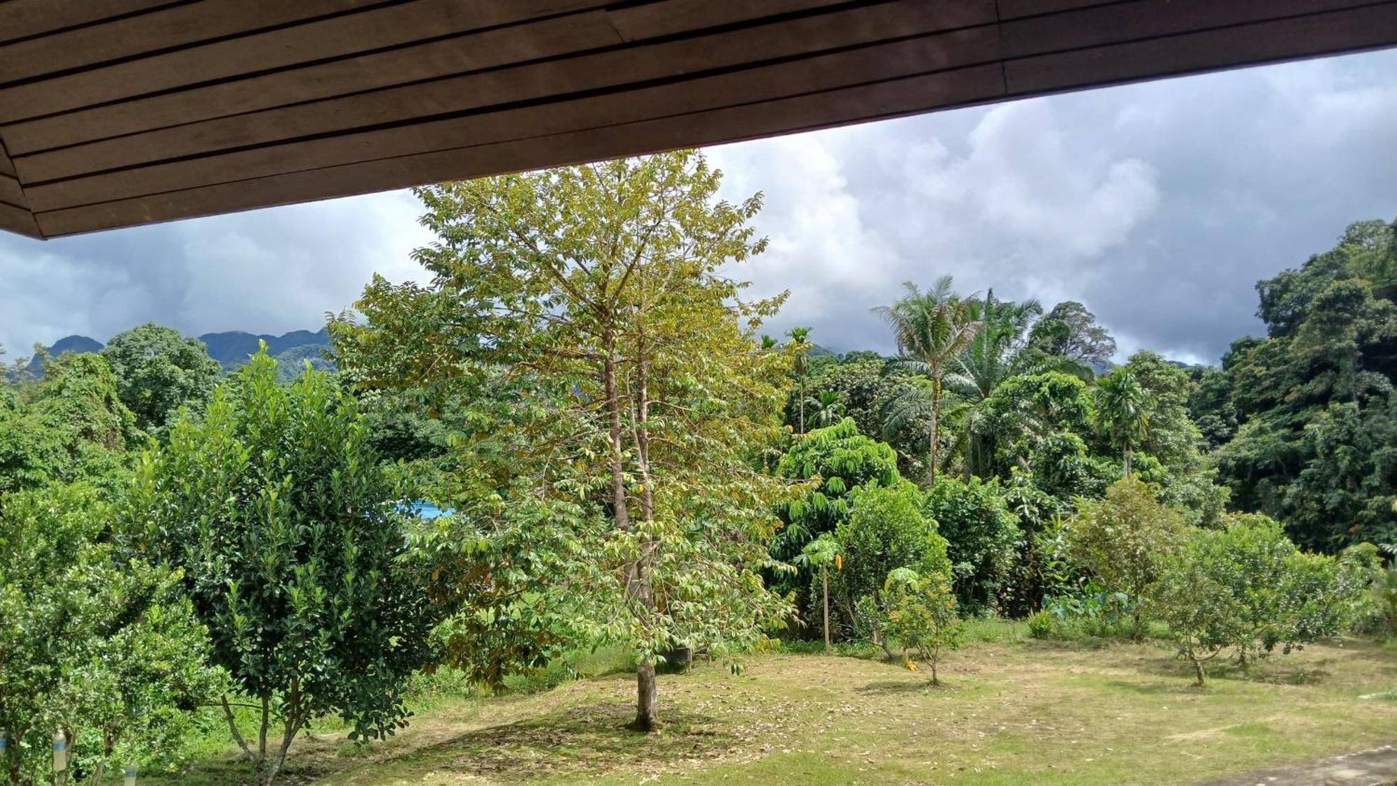 Mulu Tribal Homestay Exterior foto